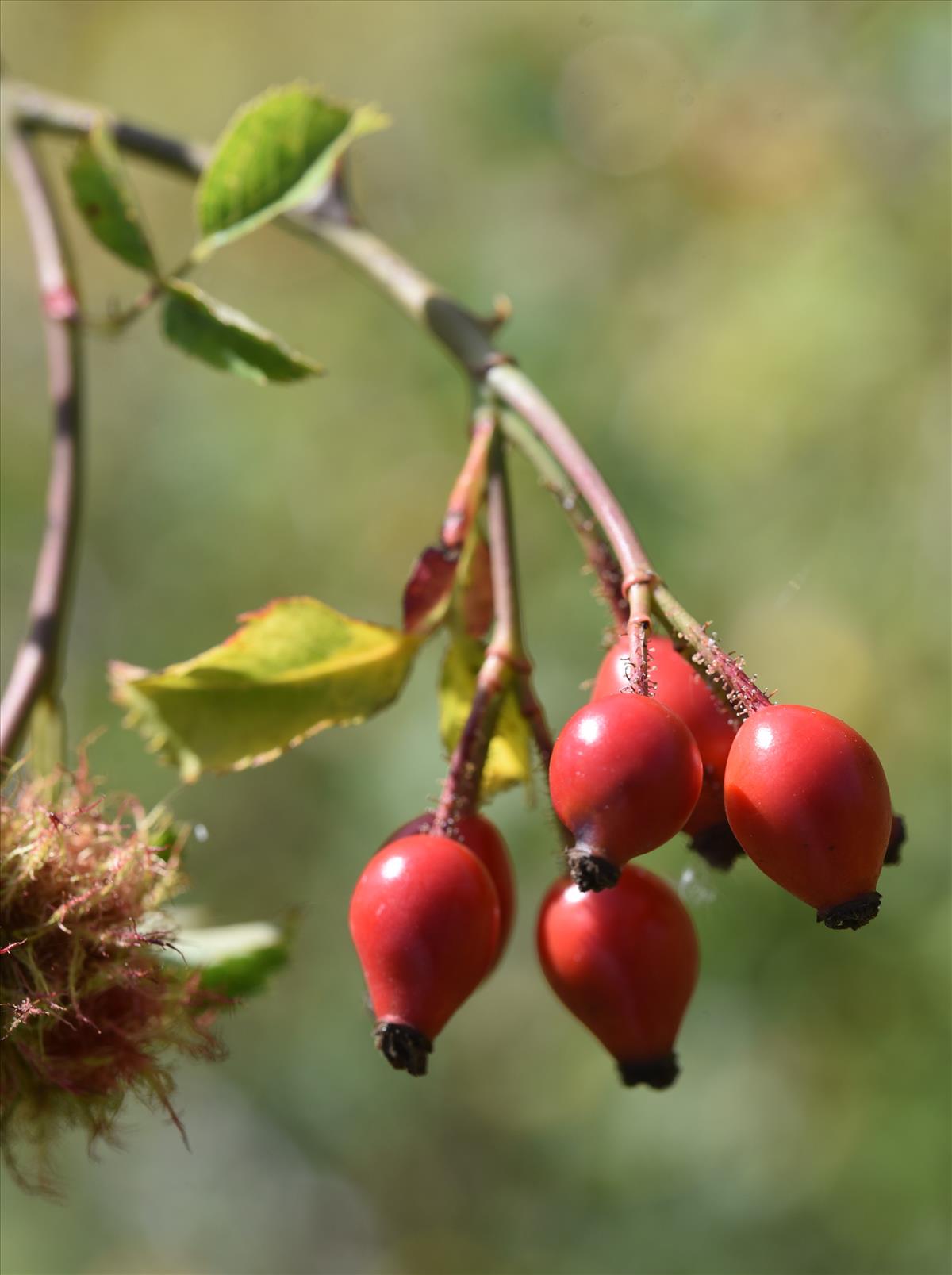 Rosa micrantha (door Jan Klinckenberg)